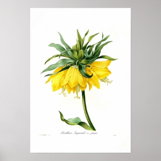 Yellow Fritillary Poster (Vorne)