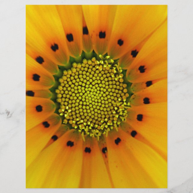 Yellow Gazania (Vorderseite)