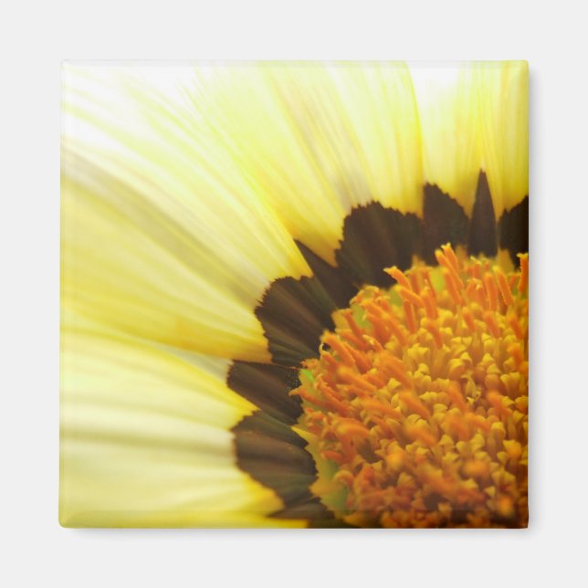 Yellow Gazania Magnet (Vorne)