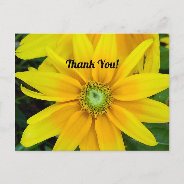 Yellow Gazania Vielen Dank Postcard Postkarte (Vorderseite)