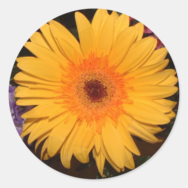 Yellow Gerber Daisy Runder Aufkleber (Vorderseite)