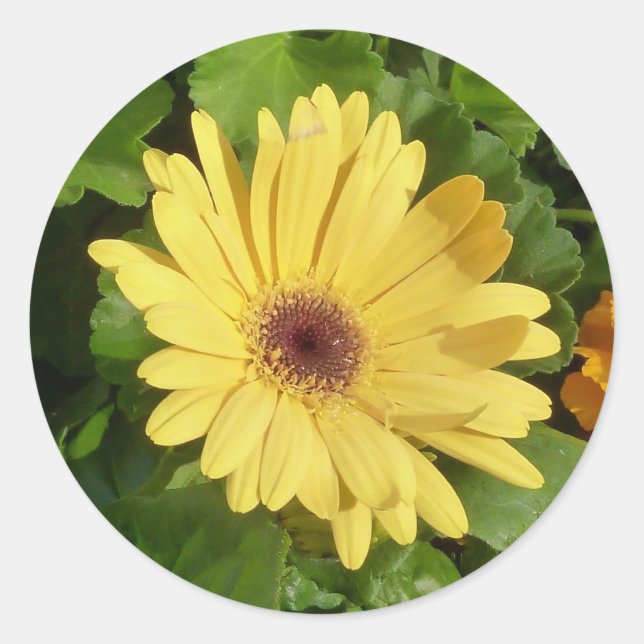 Yellow Gerber Daisy Sticker (Vorderseite)