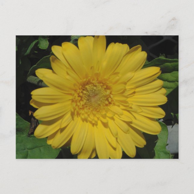 Yellow Gerber / Gerbera Daisy Postkarte (Vorderseite)