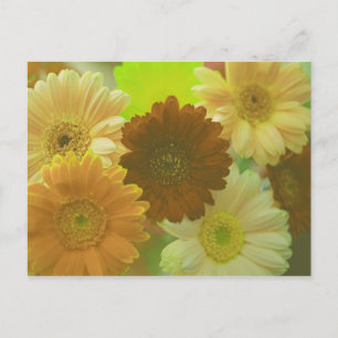Yellow Gerbera Daisy Blume Foto Postkarten