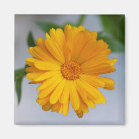 Yellow Gerbera Daisy Wildblume