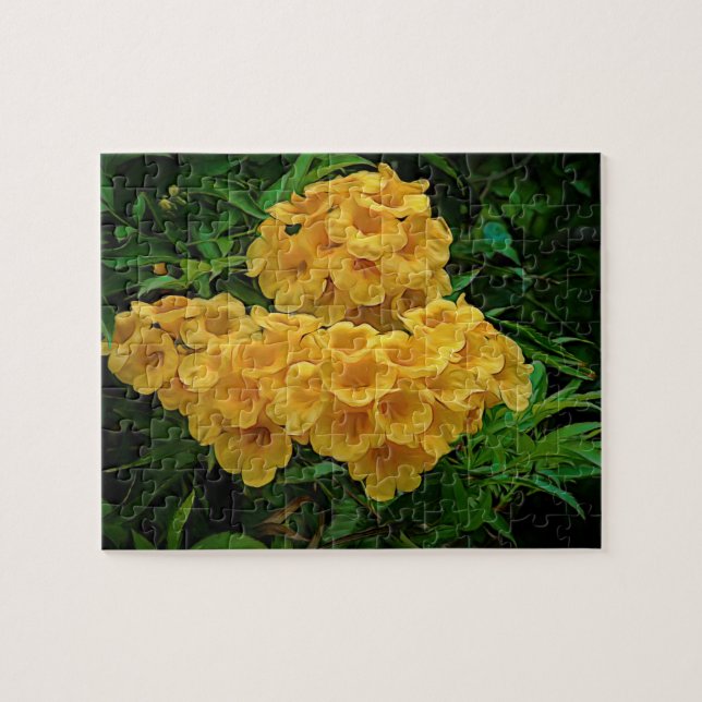 Yellow Ginger Thomas Jungfrau Islands Blume (Horizontal)