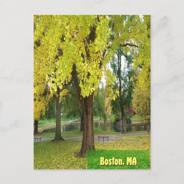 Yellow Gingko Tree - Boston Public Garden Postkarte (Vorderseite)