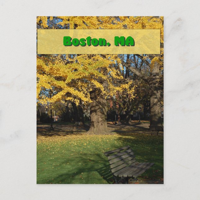 Yellow Gingko Tree Postkarte (Vorderseite)