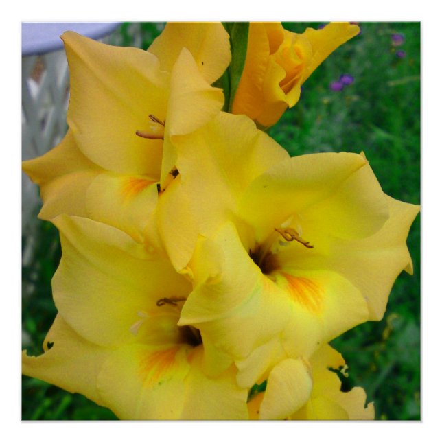 Yellow Gladiola Poster (Vorderseite)