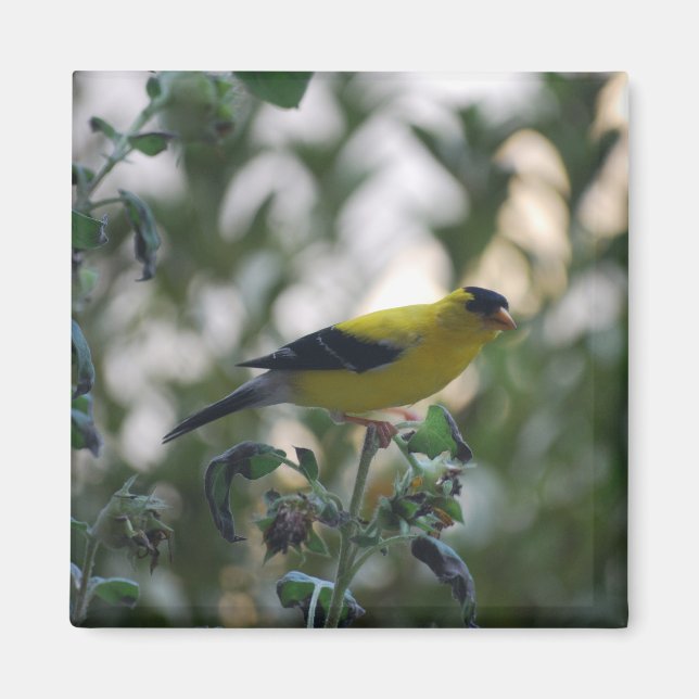 Yellow Goldfinch Magnet (Vorne)