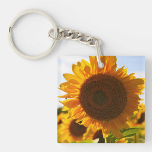 Yellow Hardy Sunflower Art Meilleures photos de to