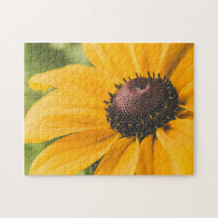 Yellow Hardy Sunflower Best Sunflower Fotos