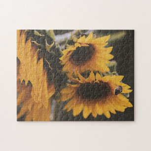 Yellow Hardy Sunflower Best Sunflower Fotos