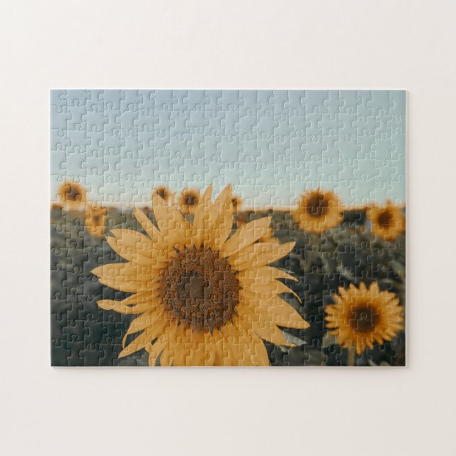 Yellow Hardy Sunflower Best Sunflower Fotos (Horizontal)