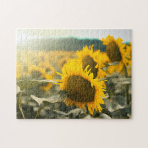 Yellow Hardy Sunflower Best Sunflower Fotos