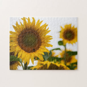 Yellow Hardy Sunflower Best Sunflower Fotos