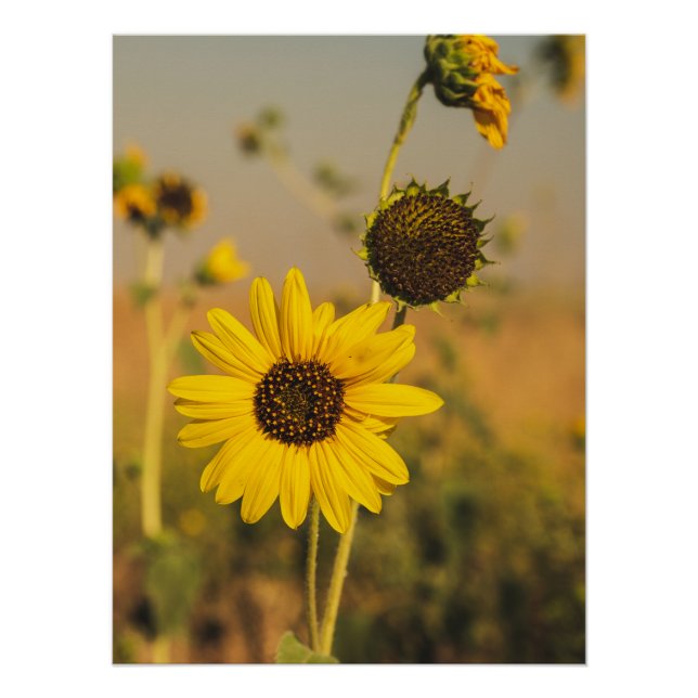 Yellow Hardy Sunflower Best Sunflower Fotos Poster (Vorderseite)