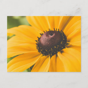 Yellow Hardy Sunflower Best Sunflower Fotos Postkarte