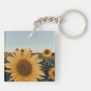 Yellow Hardy Sunflower Meilleures photos de tourne