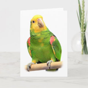 Yellow-headed amazon karte