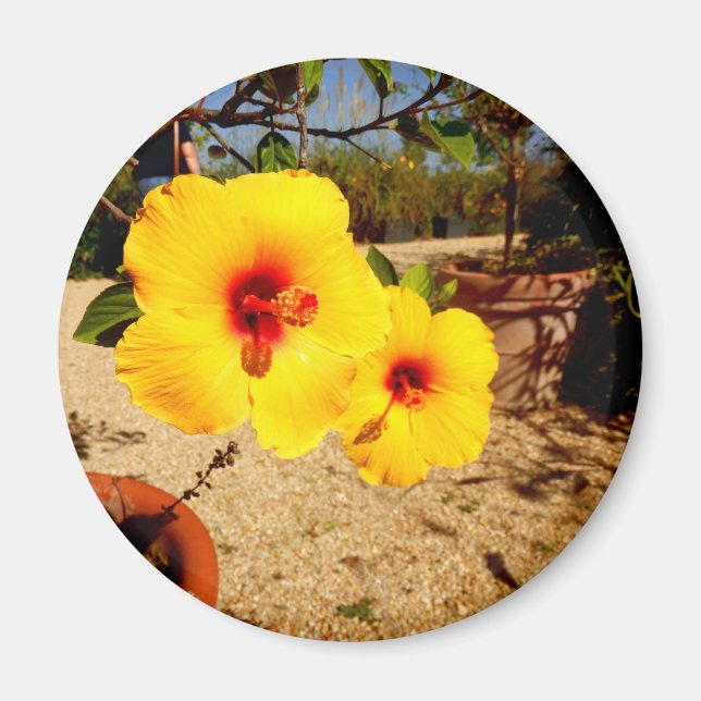 Yellow Hibiscus Magnet (Vorne)