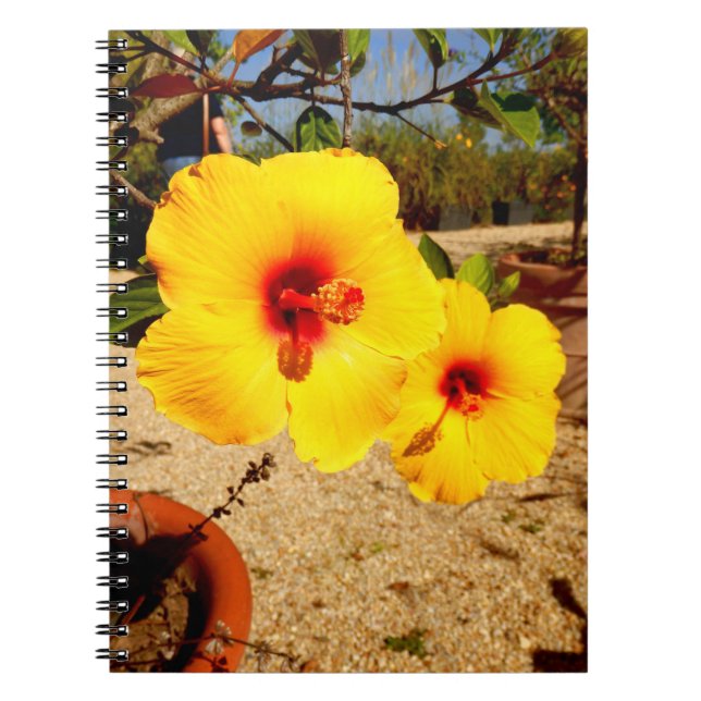 Yellow Hibiskus Foto Notebook Notizblock (Vorderseite)