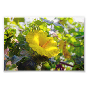 Yellow Hibiskus Hawaii Staat Blume Fotodruck
