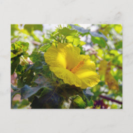 Yellow Hibiskus Hawaii Staat Blume Postkarte
