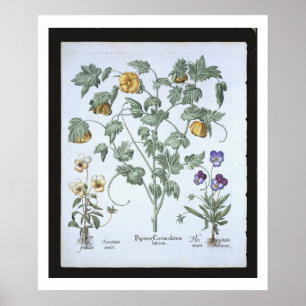 Yellow Horned Poppy aus der 'Hortus Eystettensis Poster