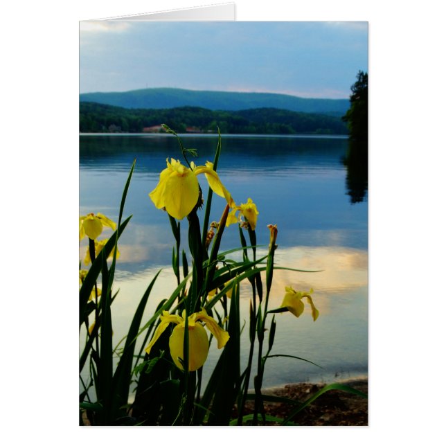 Yellow Iris am Lake Shore (Vorne)