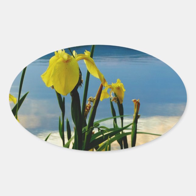 Yellow Iris am Lake Shore Ovaler Aufkleber (Vorderseite)