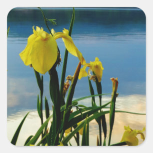 Yellow Iris am Lake Shore Quadratischer Aufkleber