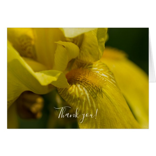 Yellow Iris Beard Dankeschön Karte (Vorderseite (Horizontal))
