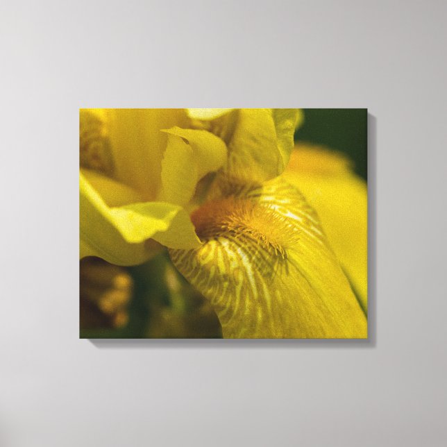 Yellow Iris Beard Leinwanddruck (Vorderseite)