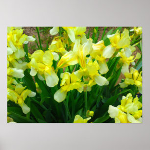 Yellow Iris Blume Poster