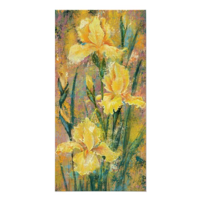 Yellow Iris Blume Poster (Vorderseite)