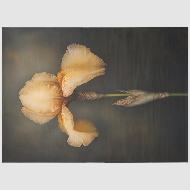 Yellow Iris botanische Malerei Seidenpapier (Vorderseite)