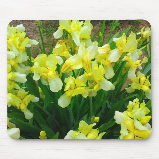 Yellow Iris Patch Blume MousePad (Vorne)