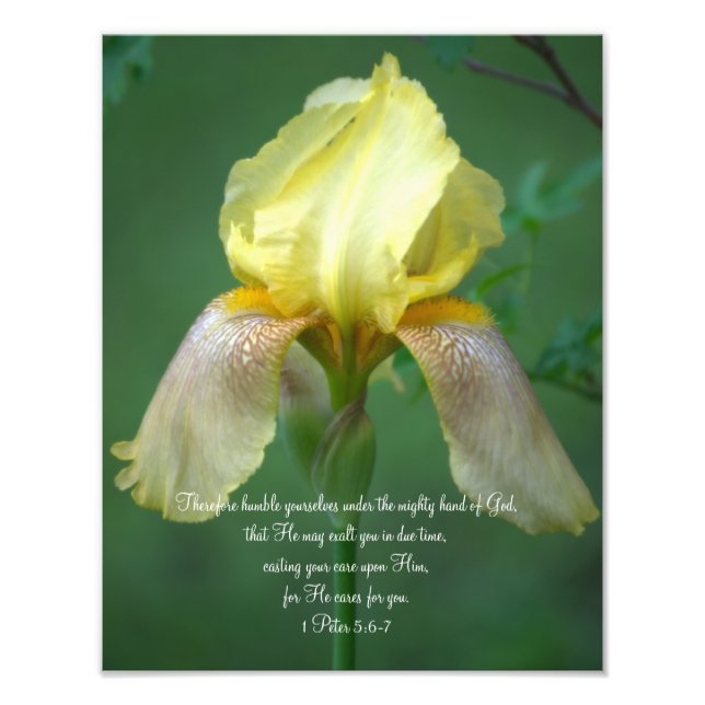 Yellow Iris Scripte Fotografieren Fotodruck (Vorne)