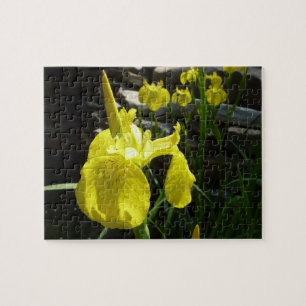 Yellow Irises Bright Spring Floral