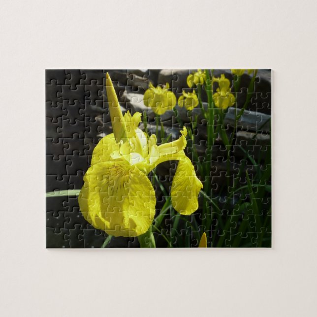 Yellow Irises Bright Spring Floral (Horizontal)
