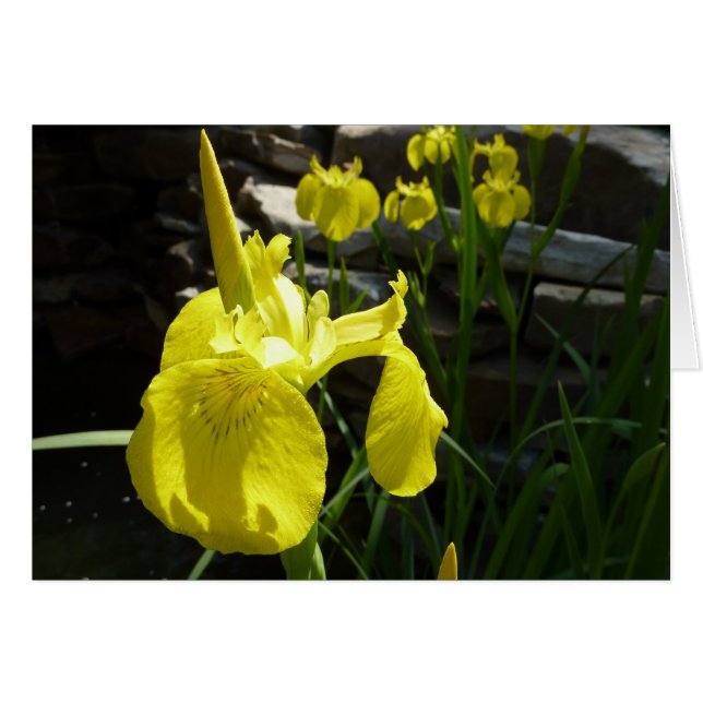 Yellow Irises Bright Spring Floral (Vorderseite (Horizontal))