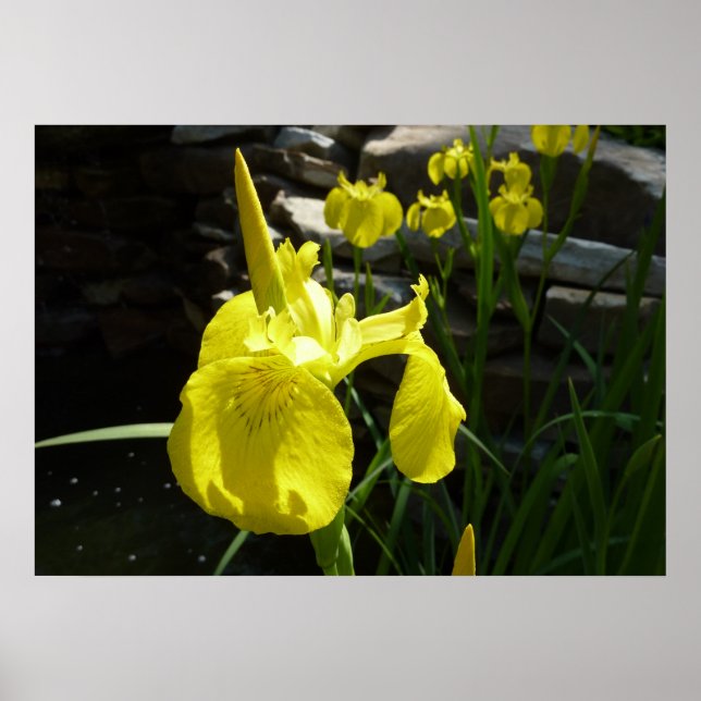 Yellow Irises Bright Spring Floral Poster (Vorne)