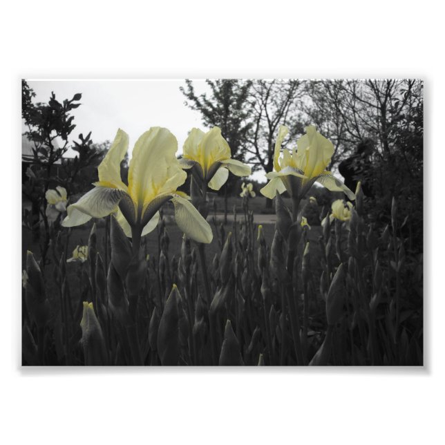 Yellow Irises Fotodruck (Vorne)