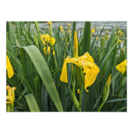 Yellow Irises Fotodruck