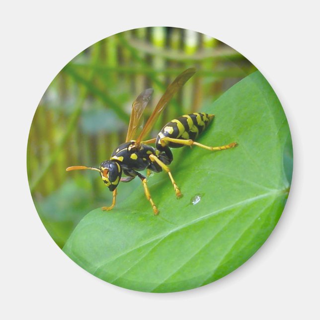 Yellow Jacket Magnet (Vorne)