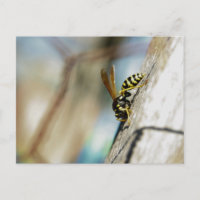 Yellow Jacket Postcard