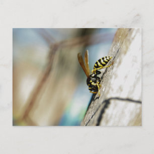 Yellow Jacket Postcard Postkarte
