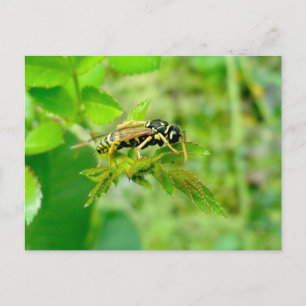 Yellow Jacket Postcard Postkarte