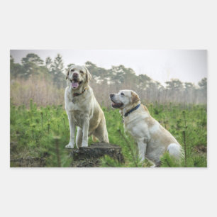 Yellow Lab Gruppe Rechteckiger Aufkleber